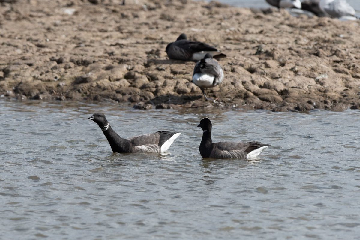 Trip out <a href="/RSPBTitchwell/">RSPB Titchwell Marsh</a> saw and heard some great wildlife skydancing harriers, godwits, avocets, the husky voices of Brent geese, grey wagtail and finished off with a very nice hot cheese and ham baguette. Very nice!