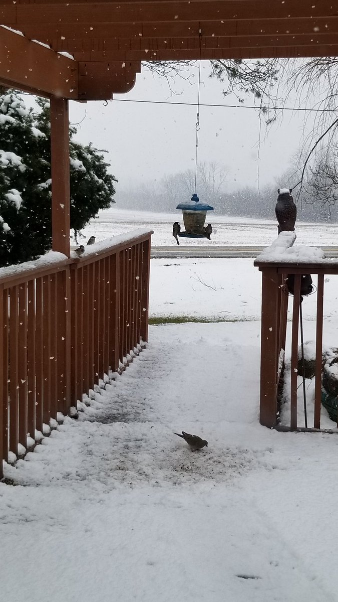 vintagepix's tweet photo. #Caturday afternoon: @yourevilcats watching a snowy #BirdfeederTV ❄ 
#CatsOfTwitter #BlackCat #wiwx https://t.co/Saleb0eHpq