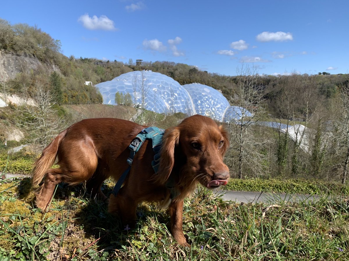 cobbuilding's tweet photo. First day of cobbing at the eden project https://t.co/EbdHhPpTf3