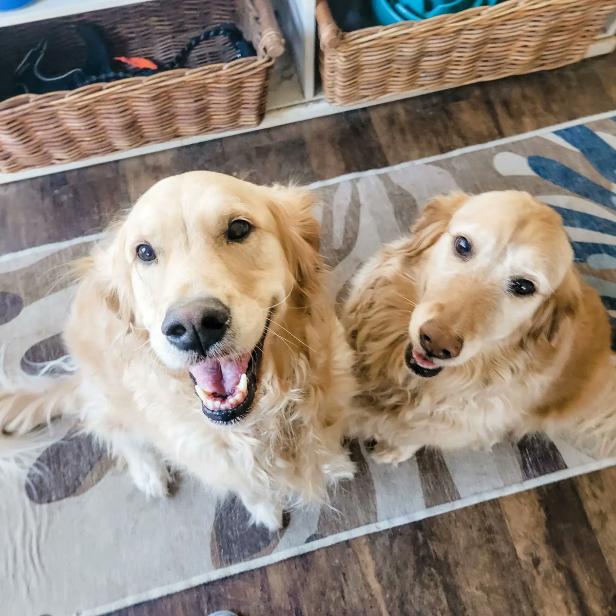 Beth_Woolsey's tweet photo. Hazel escaped her yard and brought herself over for a play date with my Zoey. Look how sorry she is. Best prison break ever. https://t.co/CbAcBoNkQH