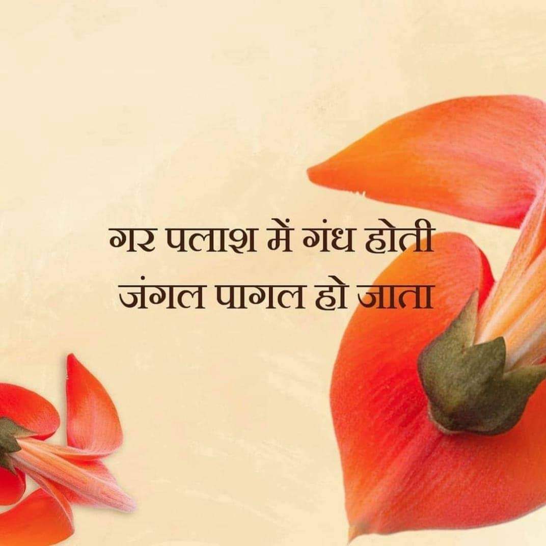 preetyprisha's tweet photo. #PalashTree is a #beautiful #medicinal #plant.
@flowerbeauty @admightyindia @dkgautam007
#Flameoftheforest #Flametreepetals #palashflower #sacredtree #palash #Buteamonosperma #nativeplants
❤️❤️❤️ https://t.co/3VqcDSI1Kc