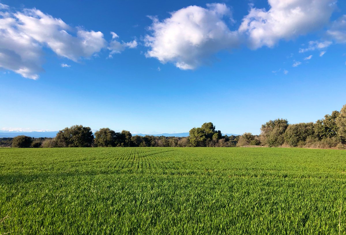 losbessons's tweet photo. Després de la pluja de les darreres setmanes, el cereal creix amb més ganes a la Segarra 🌾🌸🚶🏻‍♂️  #laSegarra #Cercavins @SomSegarra https://t.co/El9sU8Mdjt
