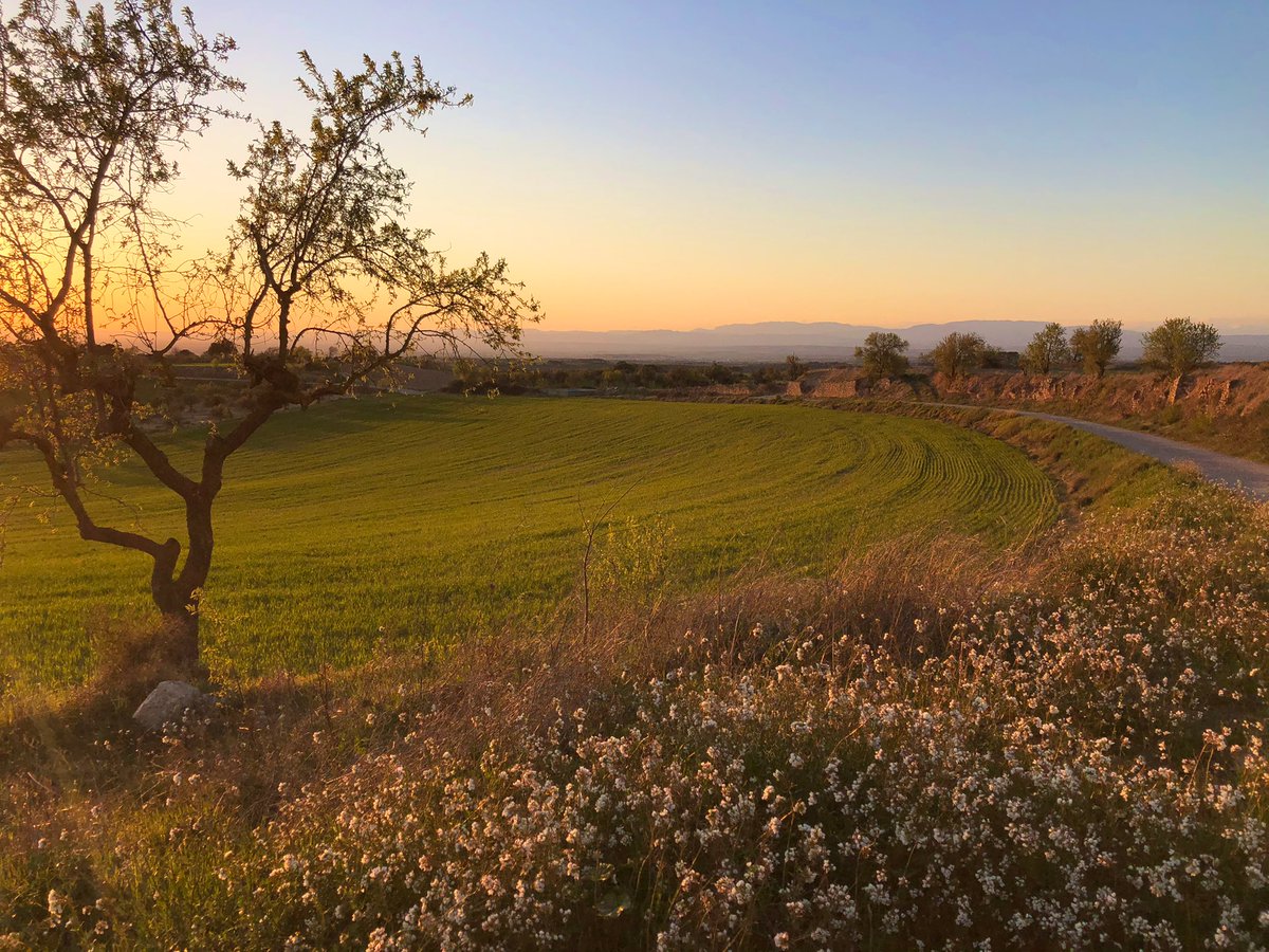 losbessons's tweet photo. Després de la pluja de les darreres setmanes, el cereal creix amb més ganes a la Segarra 🌾🌸🚶🏻‍♂️  #laSegarra #Cercavins @SomSegarra https://t.co/El9sU8Mdjt