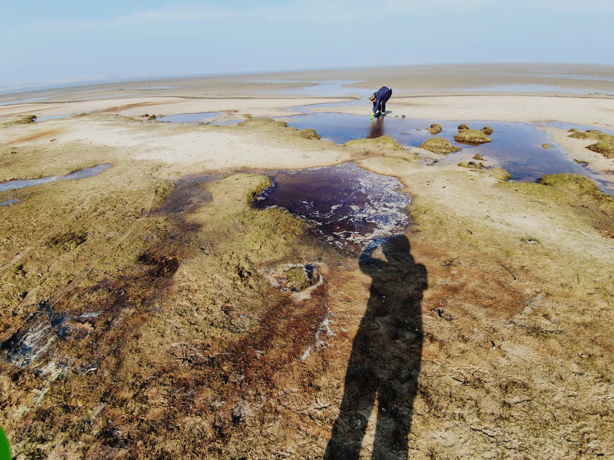 bio_geochem's tweet photo. March 2022: Investigating submarine groundwater sites in Königshafen Bay for the #KiSNet project. Thrilling results - stay tuned! https://t.co/QRq9oD4AIo