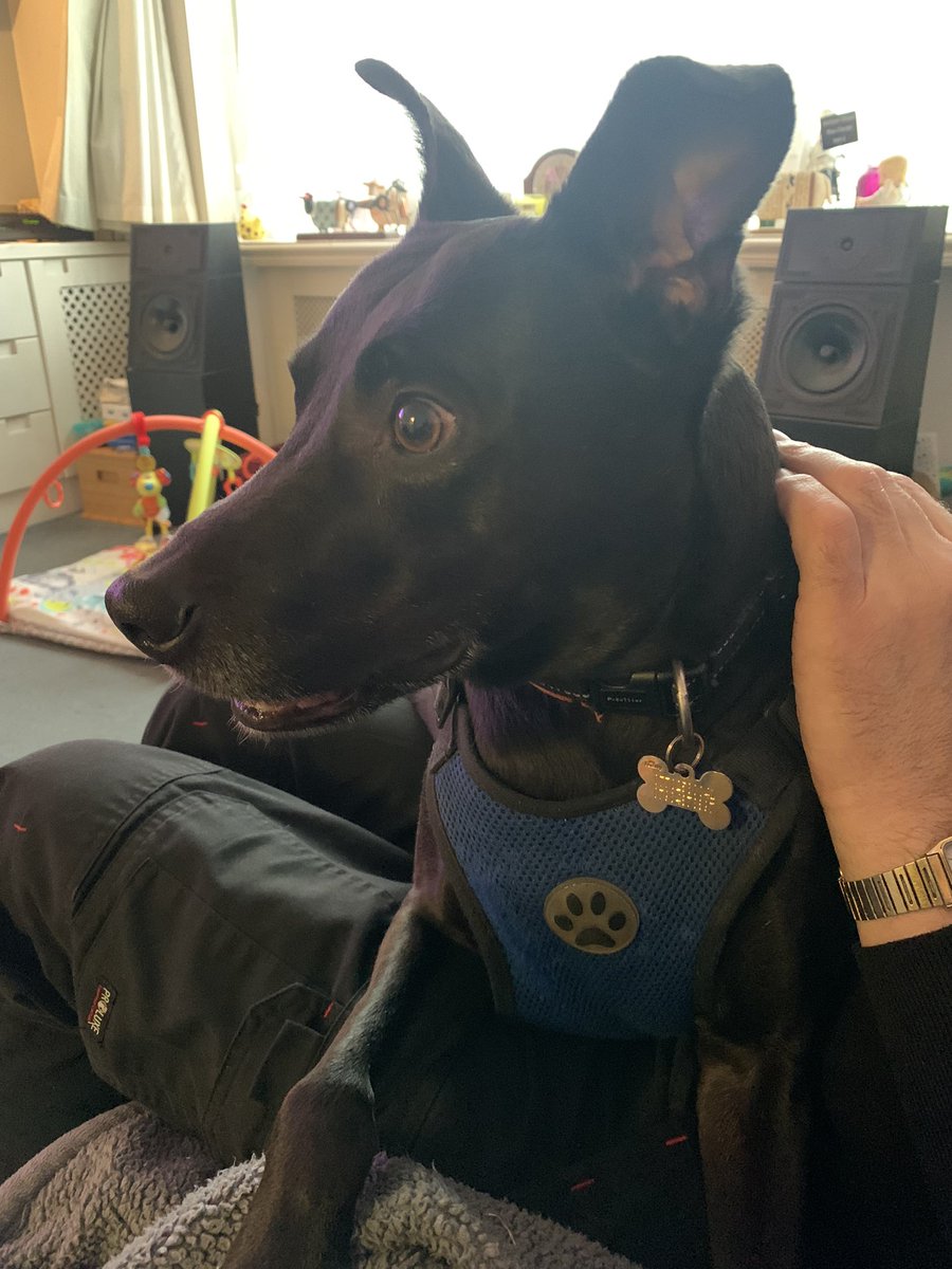 BadgersAuctions's tweet photo. @rickygervais @rickygervais Eric got rehomed with our family in Jan 2021 and is a very loved and the best dog a family could ask for ❤️ https://t.co/7j1hMkhBfM