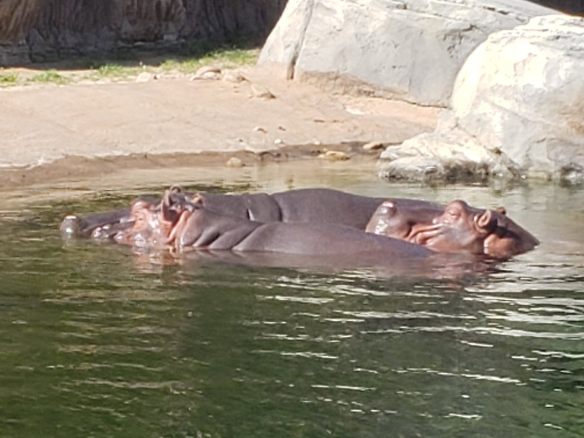 TedManikas's tweet photo. @DallasZoo #Hippos sleeping https://t.co/k1WQf7Ihwz