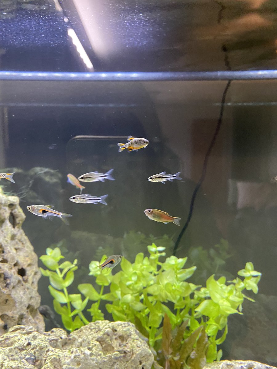Bought some cute little Pygmy corydoras today! Here’s another obsession/hobby of mine… aquariums 😁