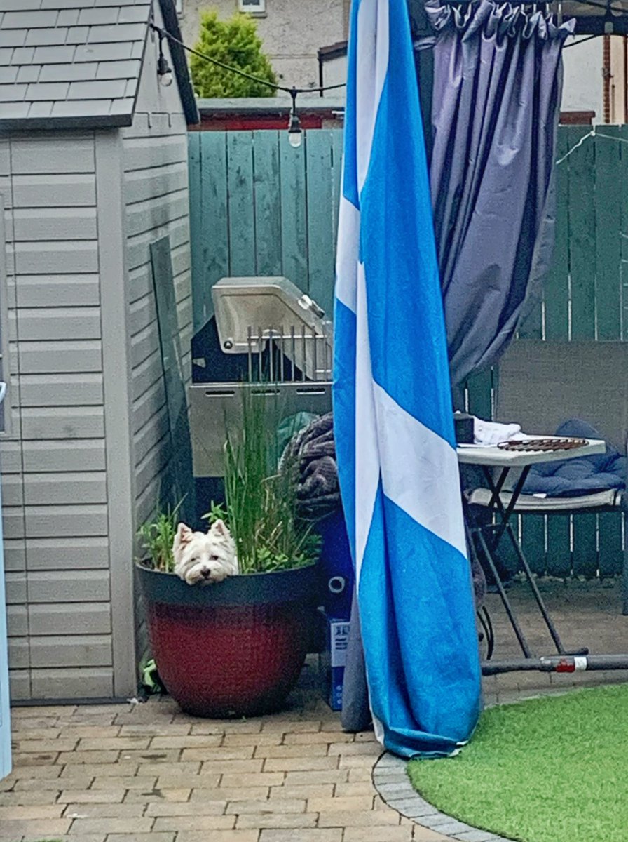 ra_bleather's tweet photo. I have attempted a puppy farm. Don’t think I’ve got it right. What do u think? #westie #dogsoftwitter #yesdogs https://t.co/CpsG3azG9q