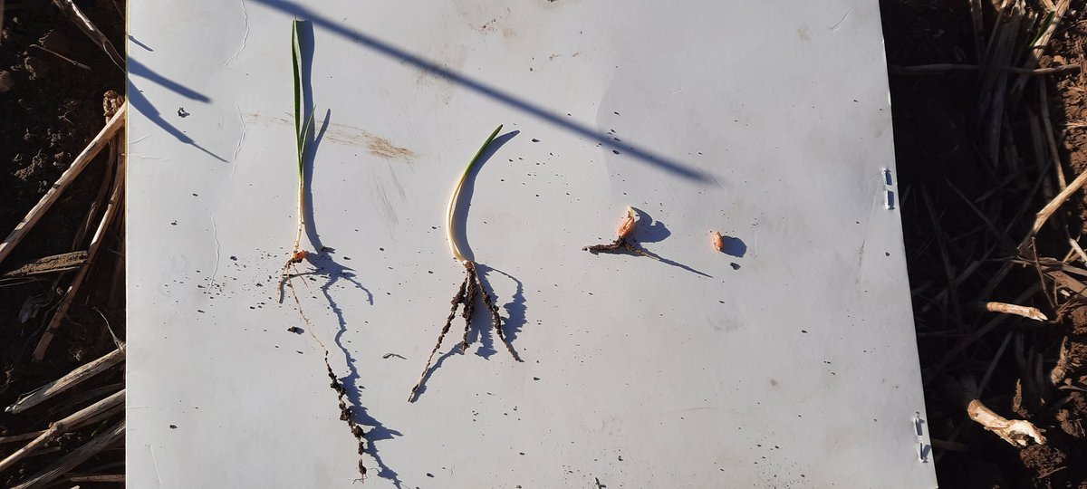UPDATE Ultra Early Durum, we seeded Mar 28th our 4 and 5 degree dates, pic is as follows left to right: Nov frost seeded, Feb seeded 0 degrees, Mid March seeded 2 degrees, just seeded March 28 4 degrees (just started to germ hard to see) <a href="/Agronomydoc/">Brian Beres</a> #durum #Plant22 #wheat