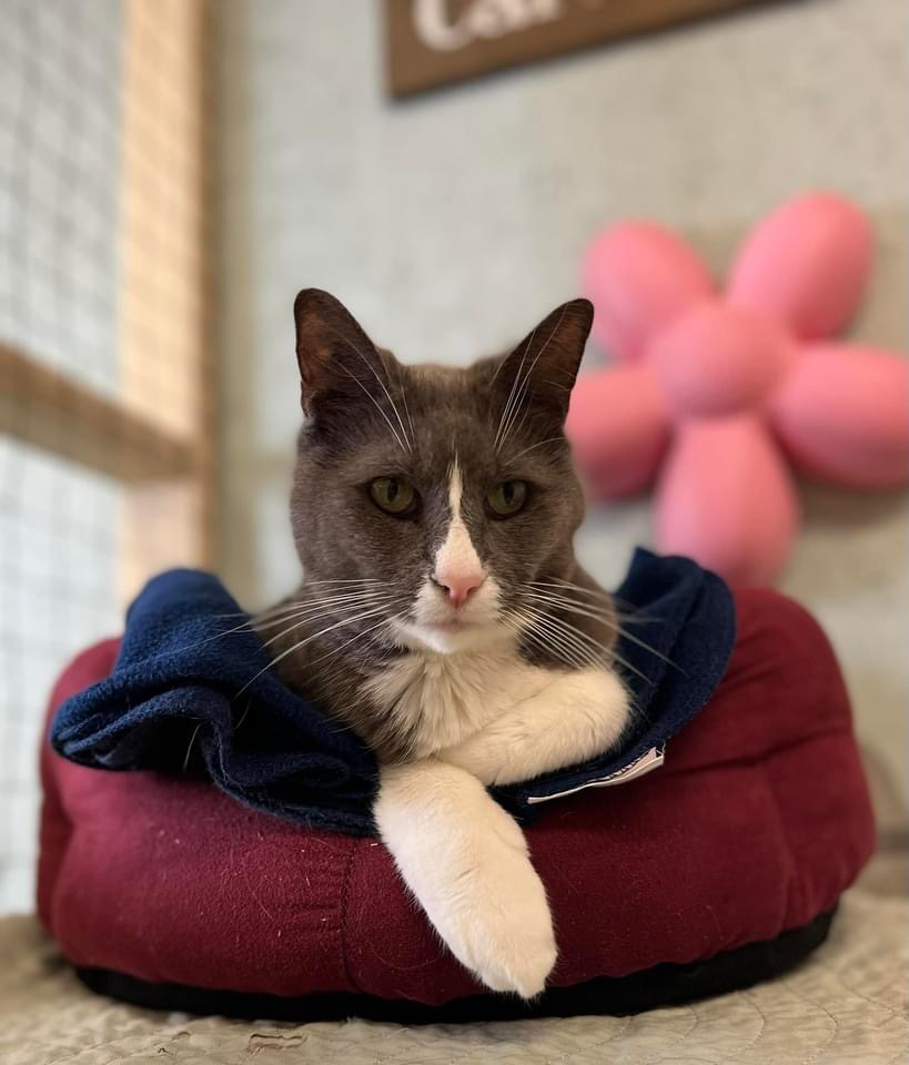 Happy #Caturday from Zaza, Gabby, BB, and Echo

#saintsrescue #Caturdays