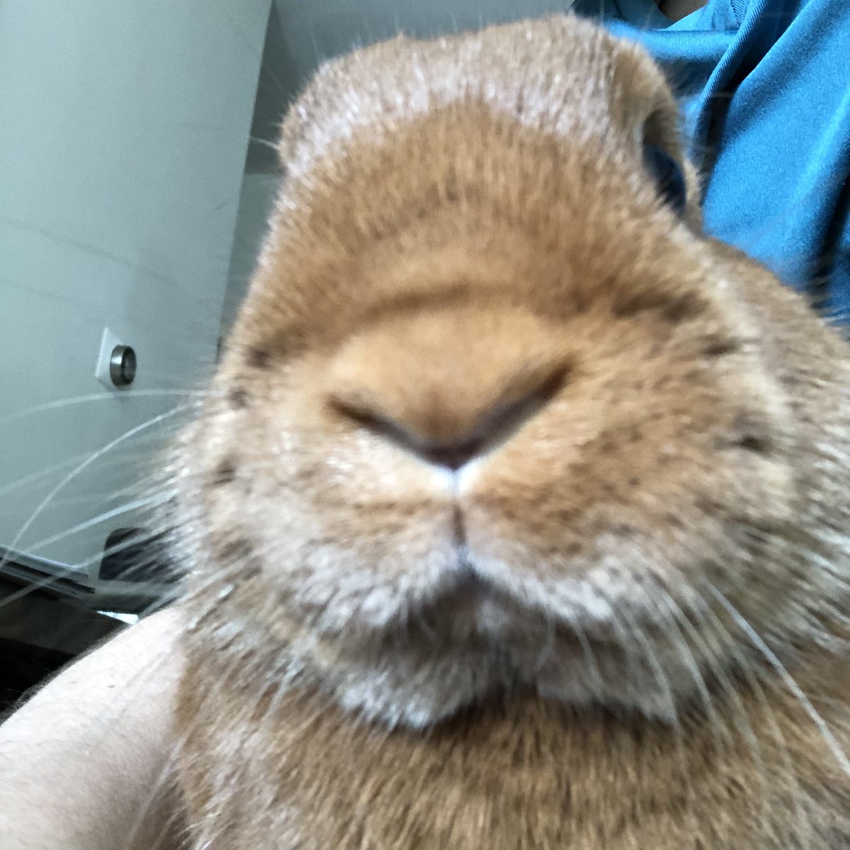 Pumpk_nSpice's tweet photo. I have the most cute glistening nose hairs of all time. I’m certain. https://t.co/xcIlYj4qus