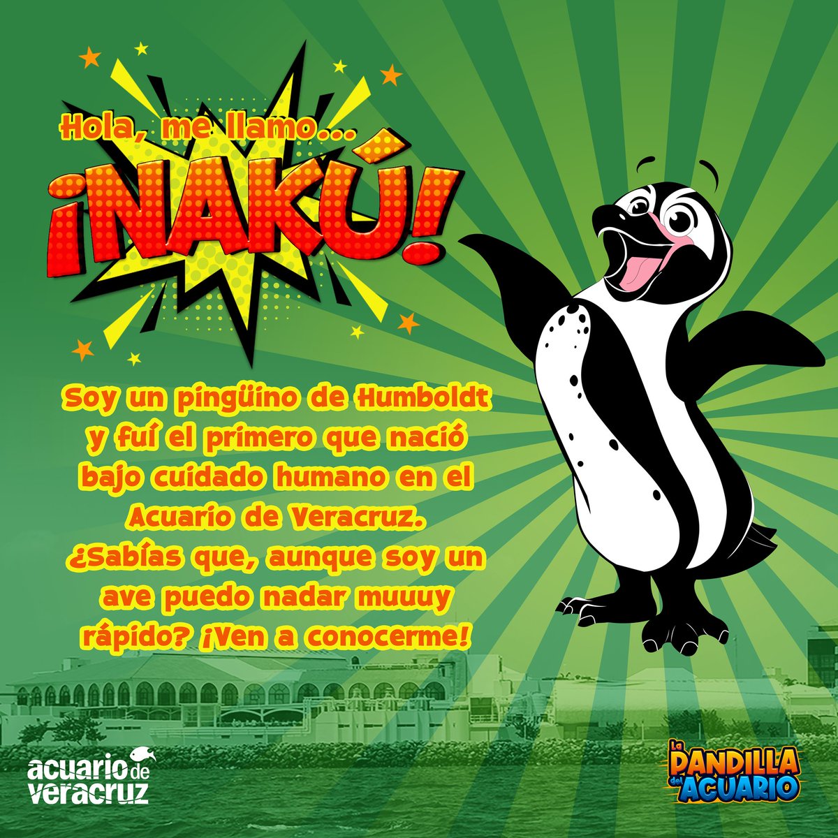 Nakú es uno de los consentidos del Pingüinario.
¡Manténte pendiente de nuestras publicaciones porque pronto sabrás más acerca de su historia!