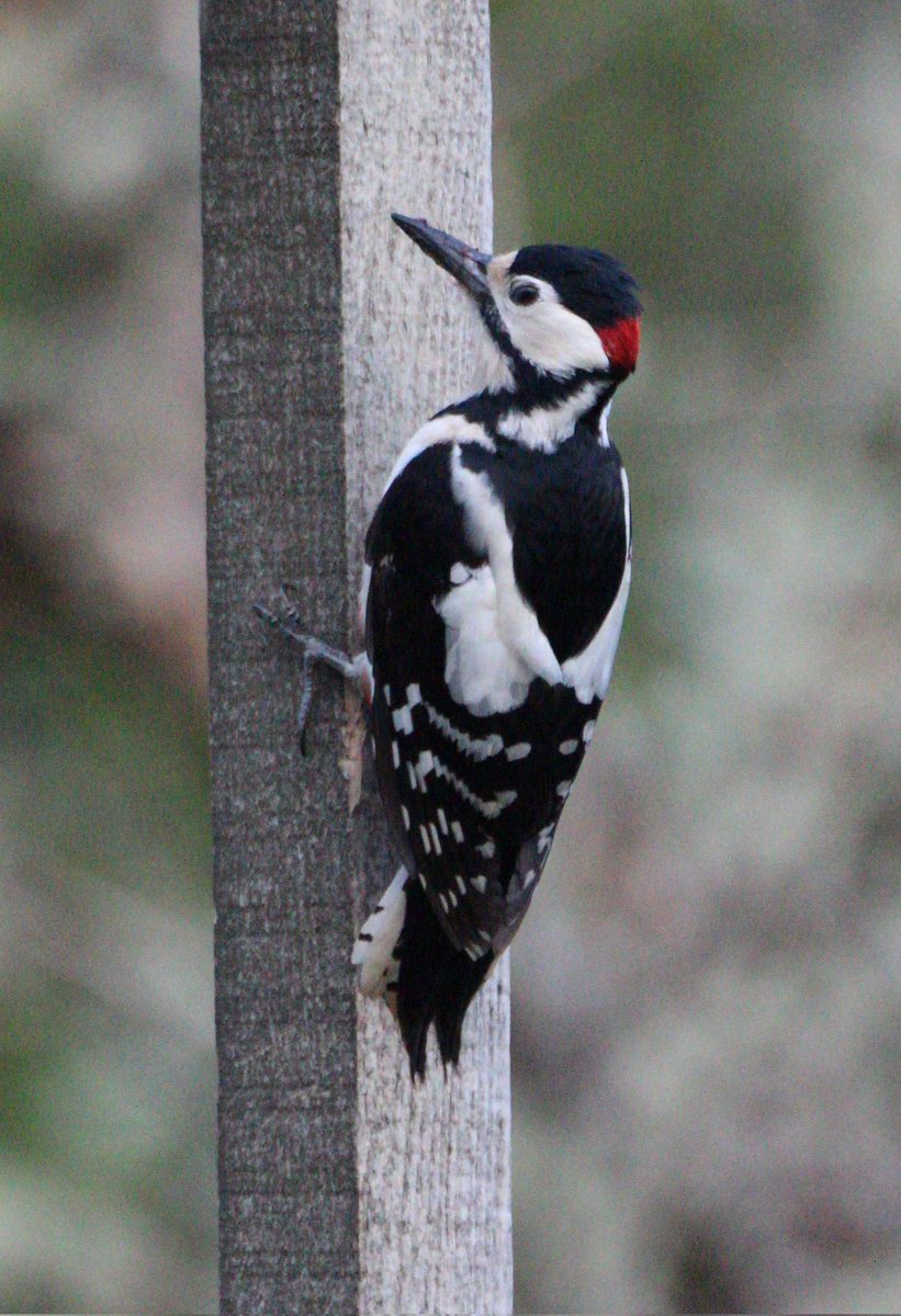 Great Spotted Woodpecker - garden wildlife, Argyll <a href="/Scots_Wildlife/">Garden Wildlife Scotland 🏴󠁧󠁢󠁳󠁣󠁴󠁿🦇🦋🐝🐸🦔</a>