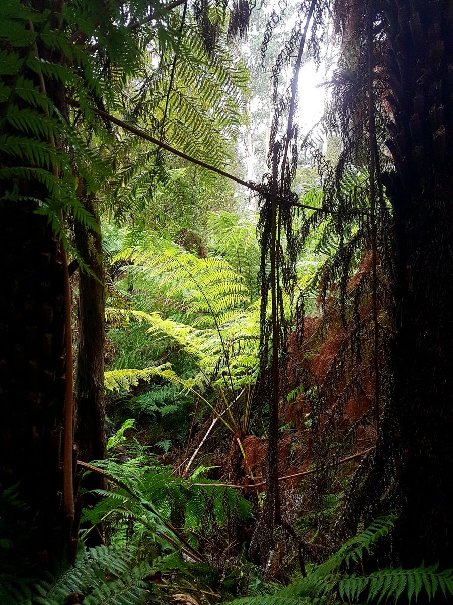 INFTA_FTGuide's tweet photo. "When we walk into a grove of trees or under an open sky the magic of nature takes over and the heaviness of life lifts a little."~ Natassia Cassinero
A #ForestTherapy walk concludes with #BushTea and community sharing and reflection. Thank you for supporting the trainee guides! https://t.co/4xfVkxW46m