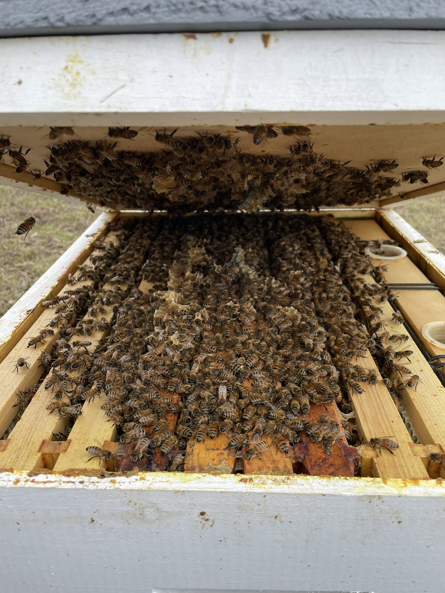 kyotemoe's tweet photo. Hello ladies 🐝 https://t.co/JeAwdfeScI