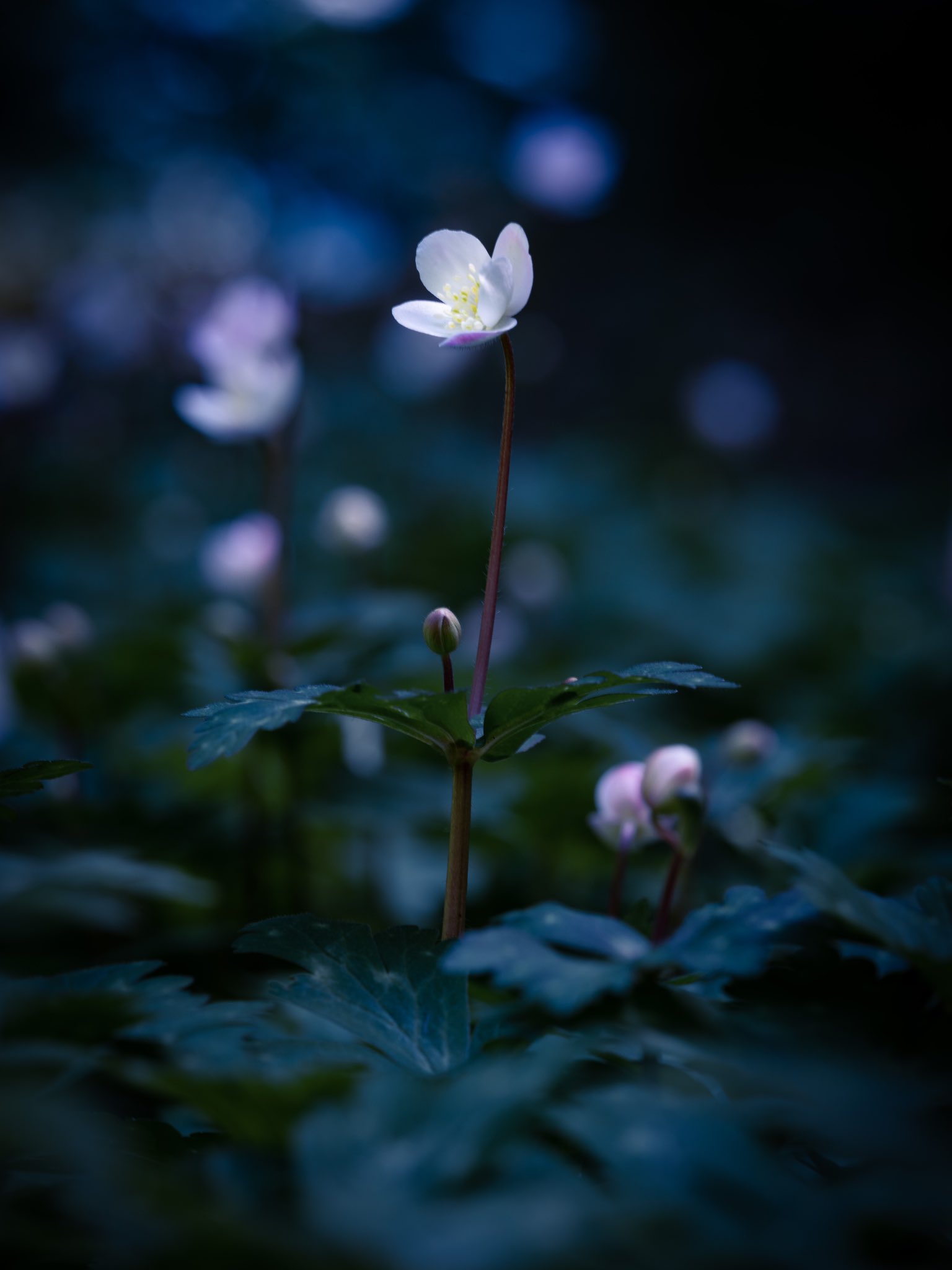 Takao 二輪草 ニリンソウが咲いていました 北海道 九州に分布 キンポウゲ科 １つの茎からまず1輪の花 を咲かせて 追いかけるようにもう1輪の花を咲かせるので二輪草と名づけられました 花言葉は 友情 T Co Wgszkfanz8 Twitter