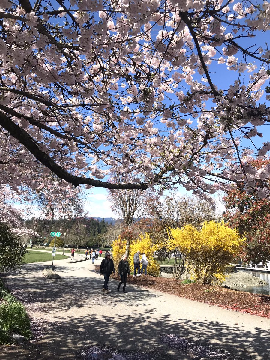 AubergeHotelVan's tweet photo. Spring has spectacularly sprung & is in vibrantly full bloom @StanleyParkVan seawall! #cherryblossoms
#vcbf @DailyHiveVan https://t.co/UavsDAnwFc