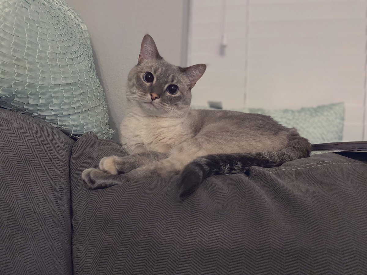 Happy #Caturday from my little bestie!