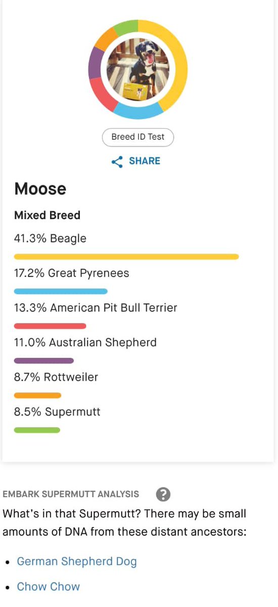 M00SlEE's tweet photo. ❣️We got Moose an #Embark test! 😆
And these are her results!! 😮🥰

—> 🍪
-💗- Moose 🐾
————————
#DogsofTwittter
#EmbarkVet 
#dogsofinstagram
#dogsoftheday 
#dogsoftwitter 
#dogstagram 
#dog #puppies 
#weratedogs 
———————— https://t.co/8J9U5P0mqx