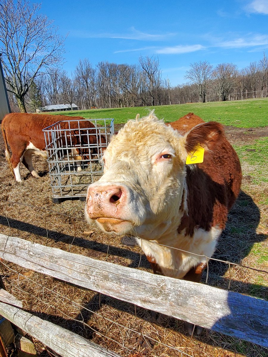 Gem_Mint_Cards_'s tweet photo. Is it really trespassing if you're this cute? #randomfarm #moomoos & #baabaas https://t.co/3u3hxuUPmR