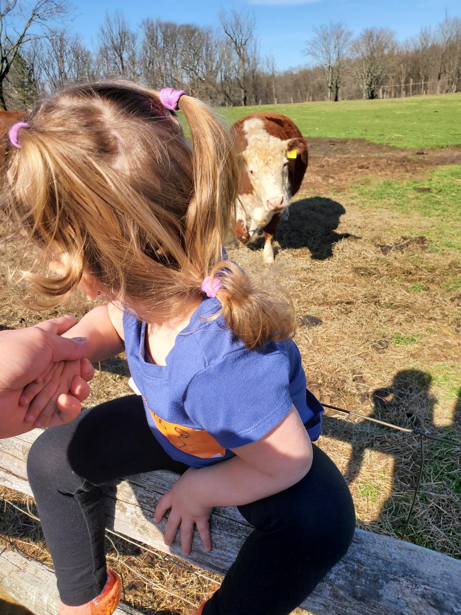 Gem_Mint_Cards_'s tweet photo. Is it really trespassing if you're this cute? #randomfarm #moomoos & #baabaas https://t.co/3u3hxuUPmR