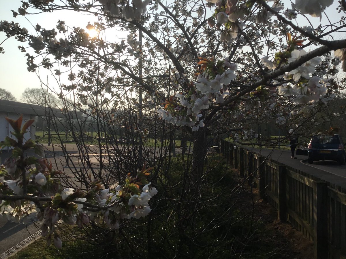 Brrr the wind maybe cold but the cherry trees are putting on a beautiful show! #blossomwatch ⁦@SPSPlymouth⁩ ⁦@spsheadteacher⁩