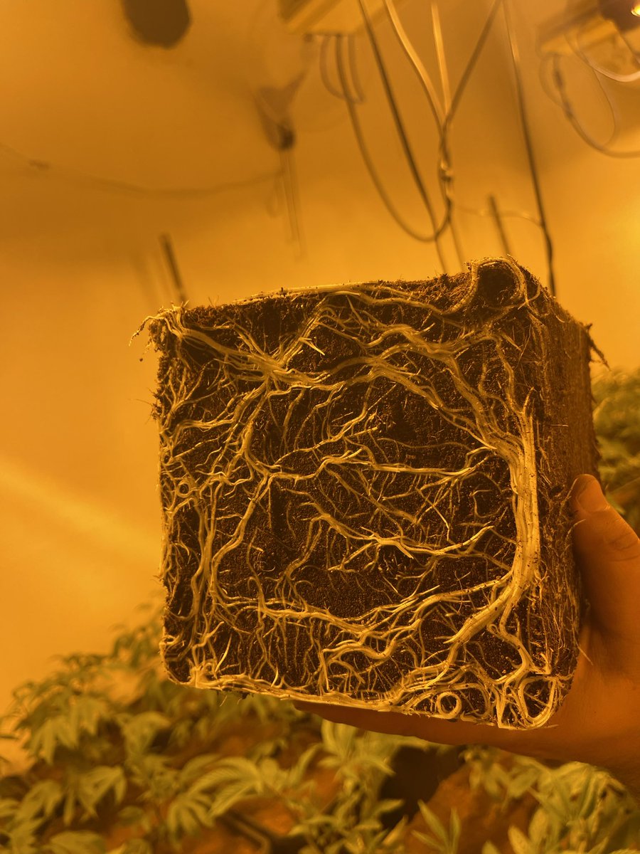 Iriegrowngenetics tweet media
