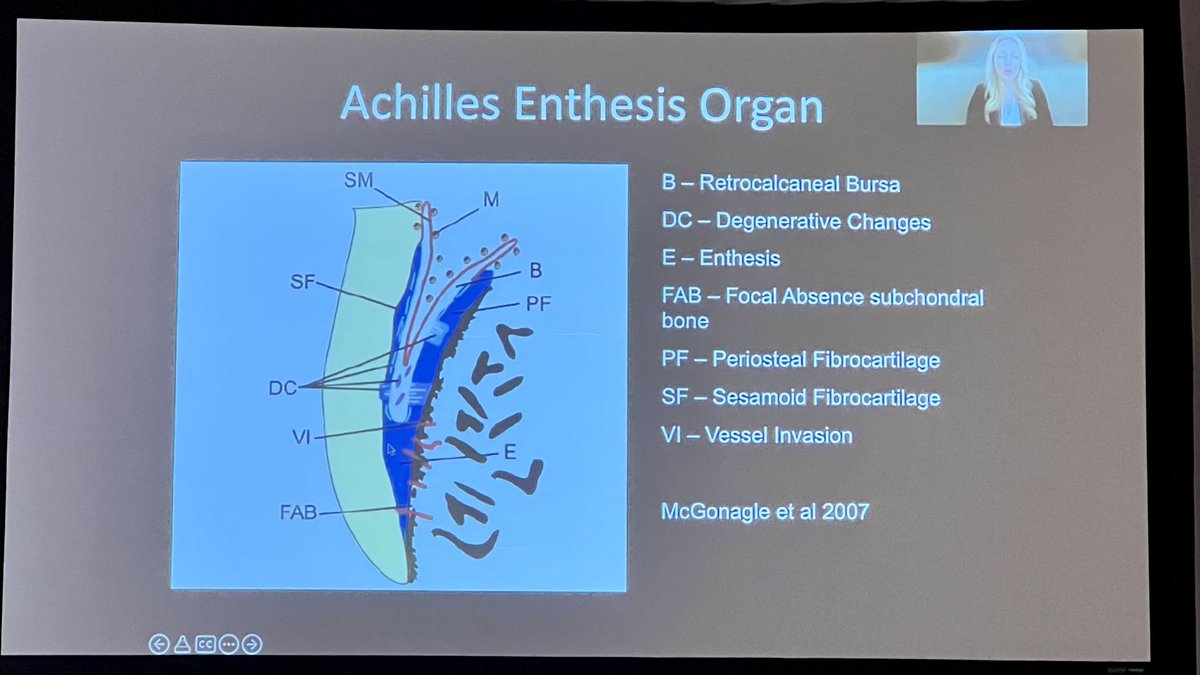 Dr Catherine Bakewell reviews the complexity of the enthesis at AWIR San Diego summit ⁦@AWIRGROUP⁩