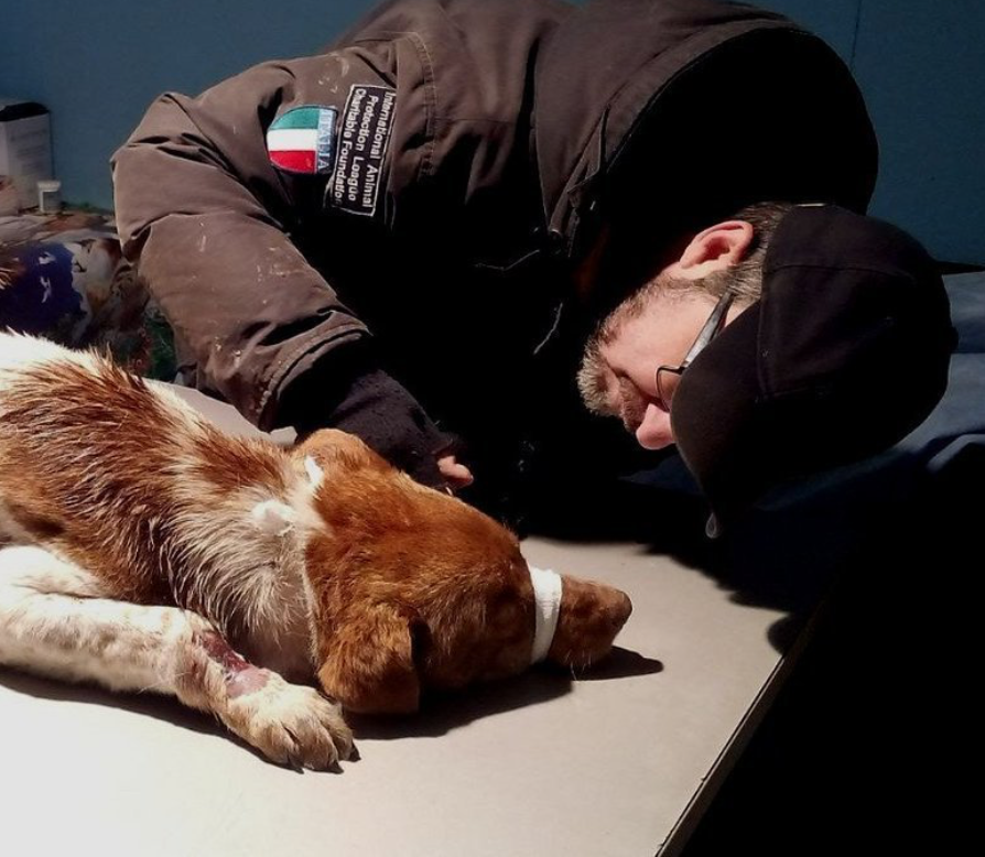 Sono le 23,57 a #Kyiv. Ci sono 3°. Immaginiamo una cena finalmente decente nel rifugio di #AndreaCisternino. Un primo con la nostra pasta, crocche nelle ciotole degli animali, acqua. Immaginiamo un sabato ancora difficile ma migliore. Immaginiamo la #pace. Con il nostro affetto.