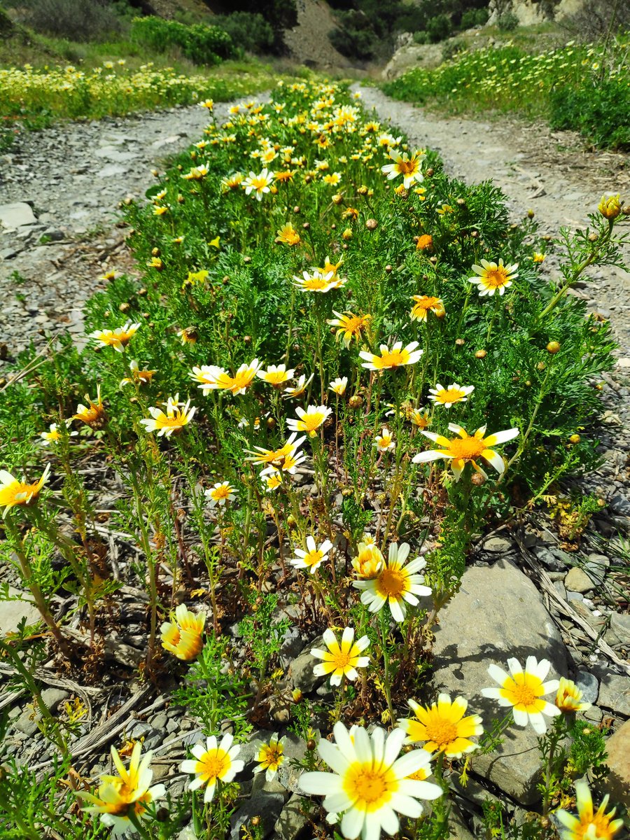 ecotourism_karp's tweet photo. April at last!!
The best season of the year is here, full of flowers and perfumes!
Discover the special nature of Karpathos on our botanical tours!
https://t.co/C5GxwoNe2k
#karpathosisland #springday #springbreak #flowers #april #mountainlife #walkingreece #hikingday #natur https://t.co/Tm7pjgwijk