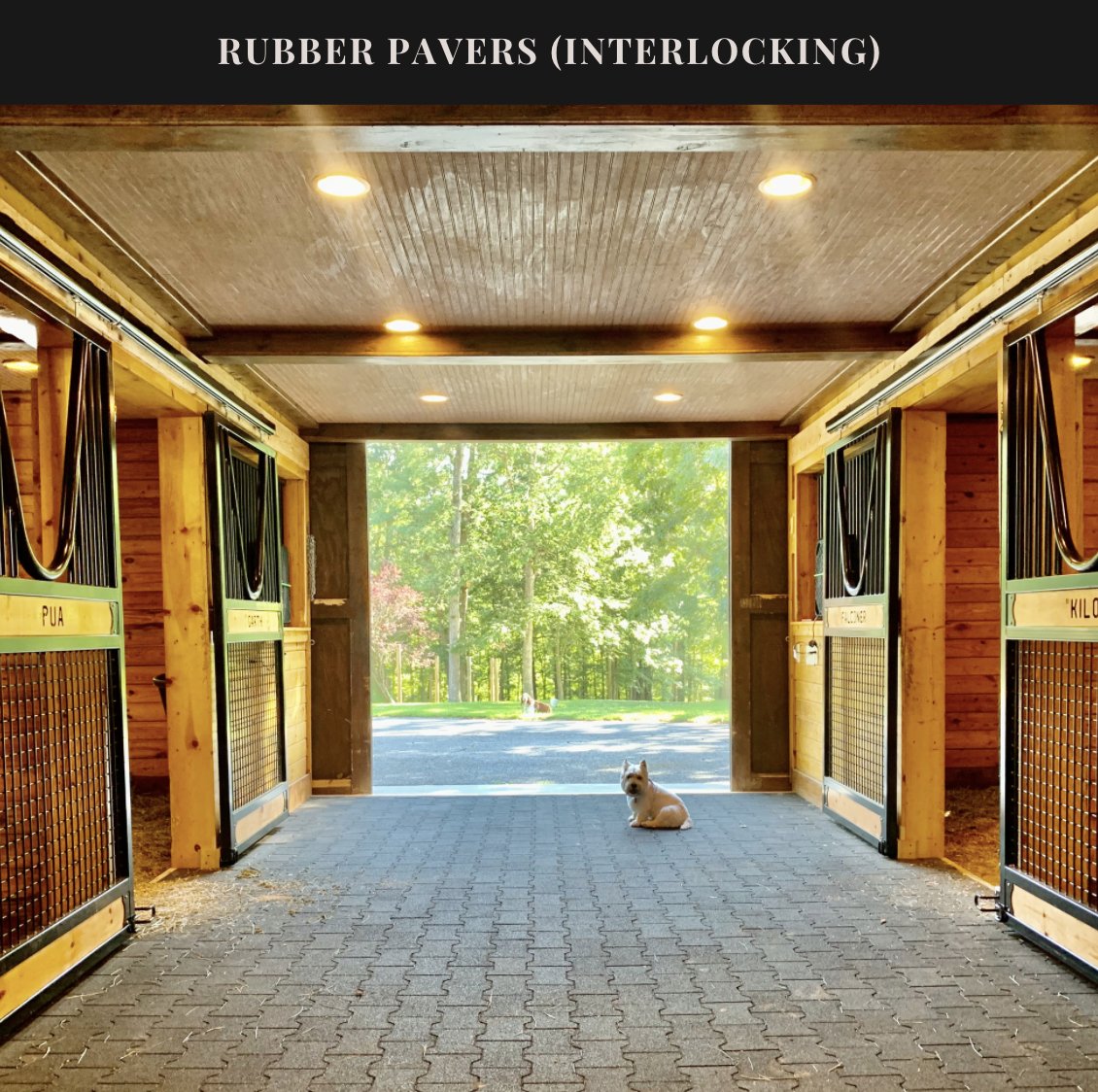 AmericanStalls's tweet photo. Flooring Tip ✨  Rubber Pavers are great for indoor barn aisles. Here is Virginia barn that uses our 1-3/4" thick rubbers. We love the contrast here between the black pavers and the client's custom sliding stalls. Learn more at https://t.co/D2pWc4a0EU https://t.co/UYm8i9kksi