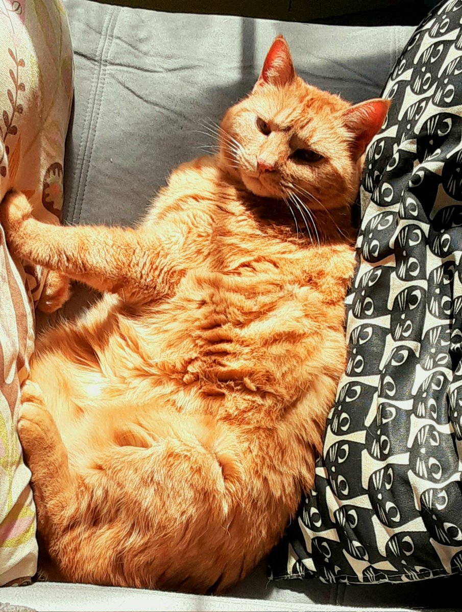 ctmuseum's tweet image. Fat orange cat. #AprilTextureChallenge