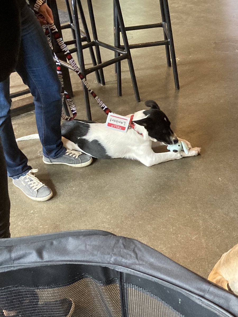 LindyKacz's tweet photo. A t Woods Tasting Room in Seattle. #Bailingoutbenji #MotleyZoo https://t.co/8gFCHoOKhn