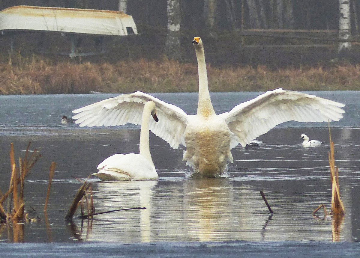 RitvaSavolaine1's tweet image. Kevättä v. 2016, laulujoutsenia ja uiveloita. #springiscoming #spring2016