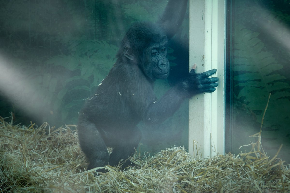 Hi #NFTCommunity  #nftphotography 
Spend time @ Antwerp Zoo,I visit gorilla's baby through the glass window,I noticed he has a special finger.
365 days from my windows, Day 185!
I post every day 1 image since Sep. 2021 
 ☀️✨
opensea.io/assets/0x495f9…
#nftcollectors  #365days #NFT5