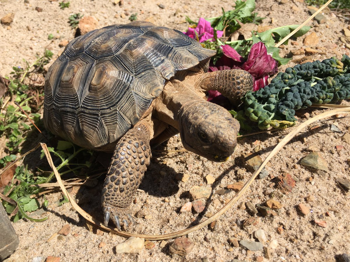 TacoTheTortoise tweet media