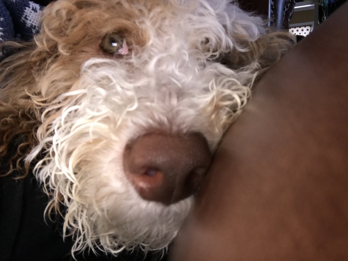 Dooditsbarkley's tweet photo. Puppy boop! Boop goal: 300 boopz 🌹 happy Saturday furriends ❤️🐾 https://t.co/u14U62AME1