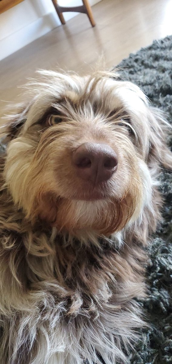 MoonTails's tweet photo. Gooood niiiiiight #dogsoftwitter 🤪🐶 https://t.co/yIUdfJioIR