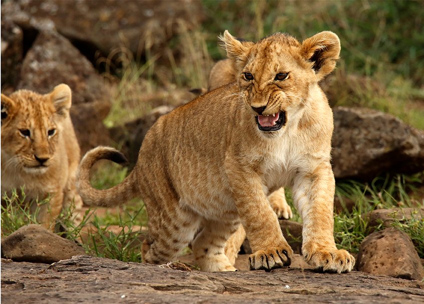 MambaPhotoTrave's tweet photo. ya podéis adquirir mi libro sobre KENIA. Tapa dura, 218 páginas con prólogo de José Benito Ruiz. 200 páginas con 225 fotos de las tribus Samburu y Masais, así como paisajes y fauna de los P.N. Amboseli, P.N.Lago Nakuru, y las Reservas Naturales del Lago Naivasha, Samburu  y Masai https://t.co/Rk2h8U3UlW