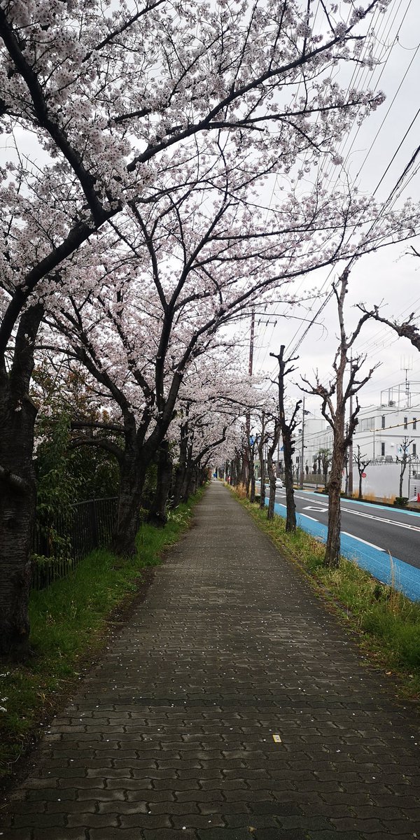 のぞみぞ街道の桜並木なのぜ。 