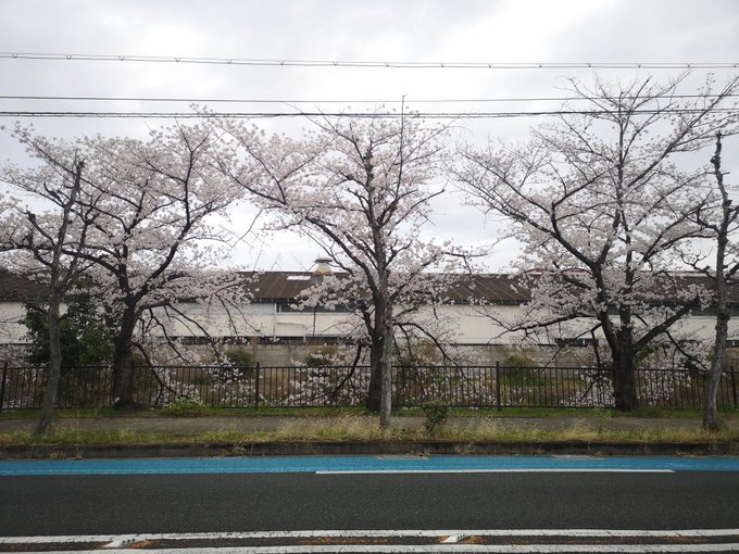 のぞみぞ街道の桜並木なのぜ。 