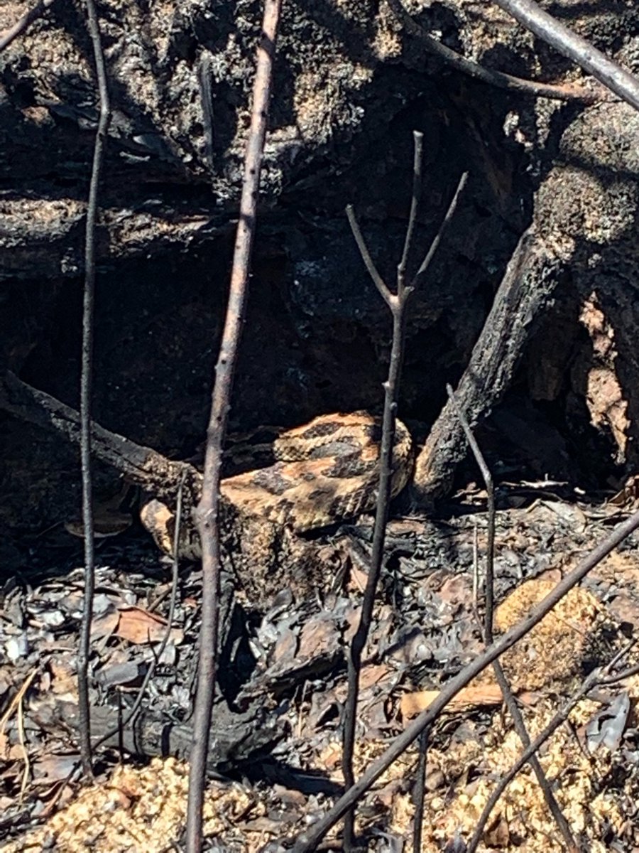 BarrettRose_'s tweet photo. Special thanks to @jefethebird for letting me join the adventure of searching for herps! Saw a lot of cool critters including a timber rattlesnake and I even got to hold a black racer!! Such an amazing experience! https://t.co/EXtzEAR0Tp