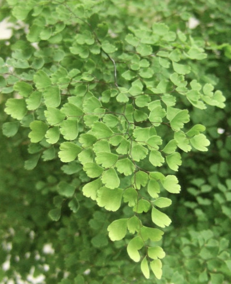 リーママ グッジョブマイライフ S Tweet おはようございます 4月3日の誕生花は アジアンタム 明るい黄緑色の葉がかわいい 花言葉 は 天真爛漫 繊細 今日は娘の短期水泳教室最終日 声は聞こえなくても窓越しに 先生が褒めながら 教えているのが