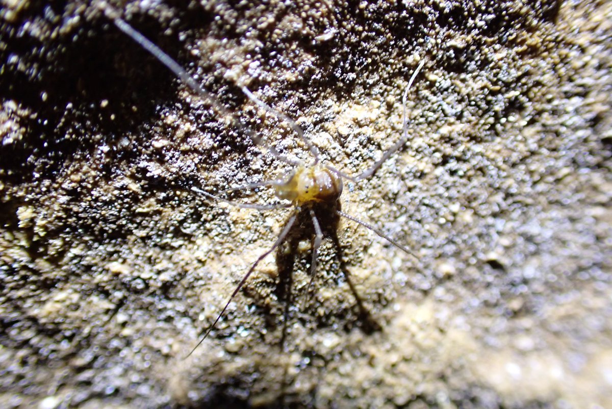 A beautiful new? species of cave harvestmen from an earthquake fault line cave. 
Florescent little legs 😍🥰
#biodiversity #subterranean #opiliones