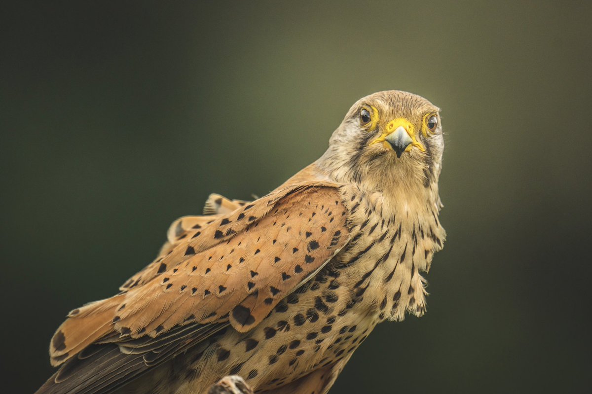 Y esto es una precioso Cernicalo despeinado por el fuerte viento de Levante #BirdsPhotography