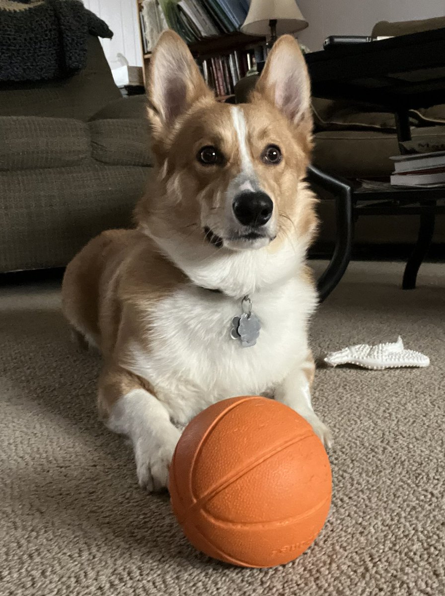 Walter_Corgi's tweet photo. I’m ready for the #FinalFour.  I’ve got mad skills. #CorgiCrew #dogsoftwitter #LetsGoNova https://t.co/lP1Are3F8f