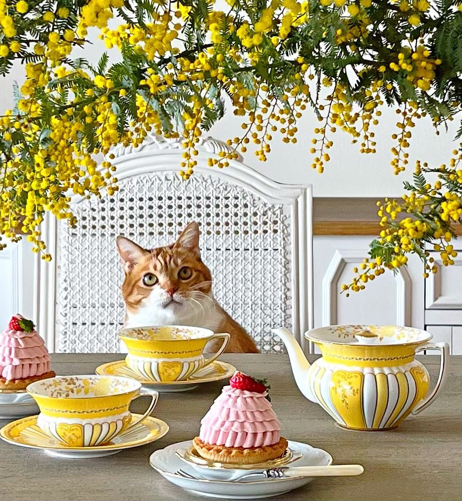 TeaTimeMag's tweet photo. A bright spring table is a must for April. With bright yellow buds, matching Wedgwood "Yellow Ribbons" china, and strawberry cakes, even Sora the cat cannot resist this pretty teatime spread. Who are you enjoying tea with today?
📷: @ai_sora0606
#TeaTime #TeaTimeMagazine #Cats https://t.co/wlfRbBd5JN