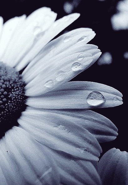 Work on the idea of ​​loving, doing good, forgiving and bringing harmony everywhere… There will come a time when this idea will become so powerful that it will permeate all of your cells.
Omraam Mikhaël Aïvanhov

Good Night Everyone, sweet dreams 🌺⭐