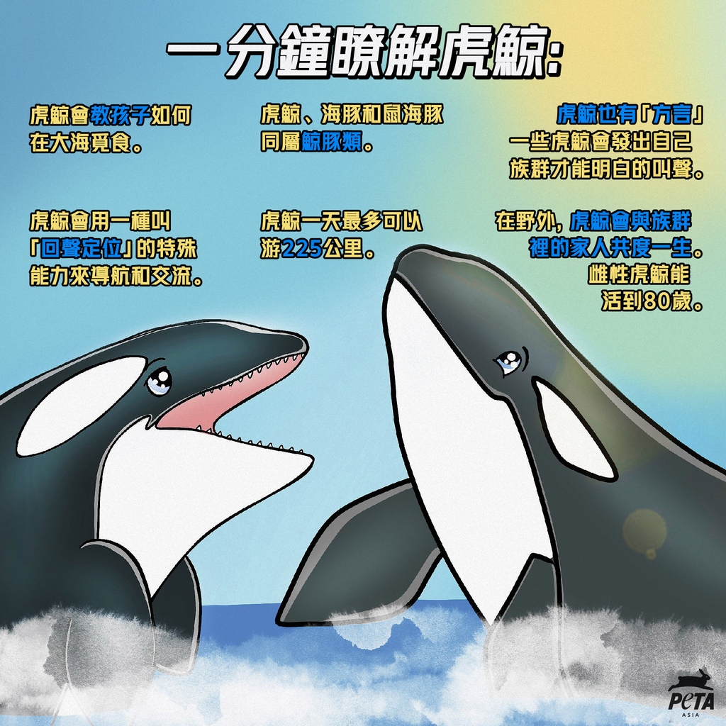 每一頭虎鯨都是一個獨一無二的，理應和家人一起生活在海洋家園💙🖤

#AnimalFacts #Aquarium #MarinePark #OceanPark #ProtectWildlife #BoycottOceanPark #OceanParkSucks #OceanParkKills #Orcas #Blackfish #AnimalRights #EndSpeciesism #PETA #PETAAsia