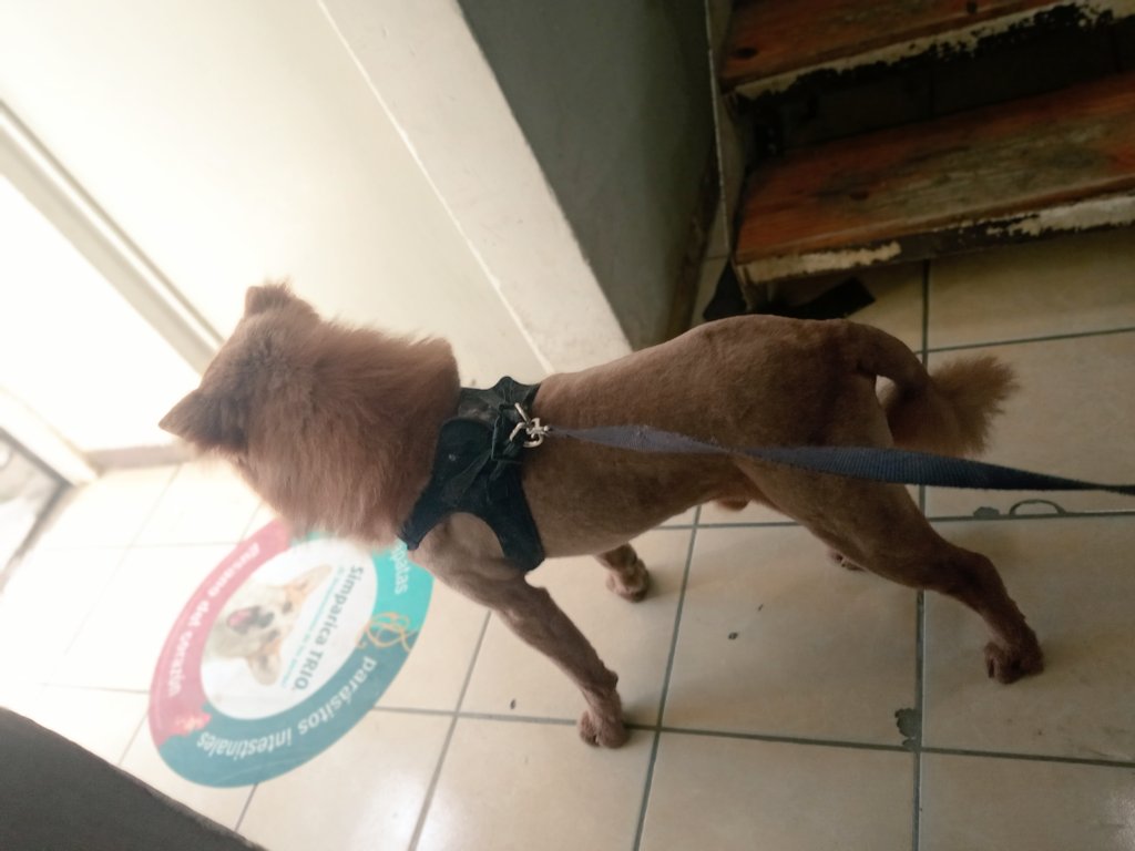 ElGran_Candyman's tweet photo. El cliente : Quiero que mi perro se vea más peligroso.
Yo: No se diga más

Y lo dejo como león jajajaja https://t.co/9wqbcOWdJd